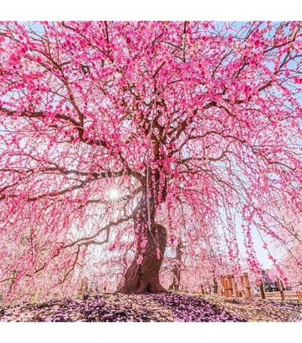 Amazon.com : 12 Japanese Flowering Cherry Blossom Seeds : Patio